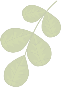 shape